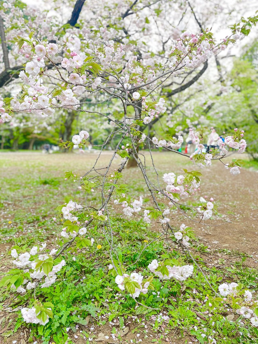 .｡.:*☆キキララ☆*。 tweet media