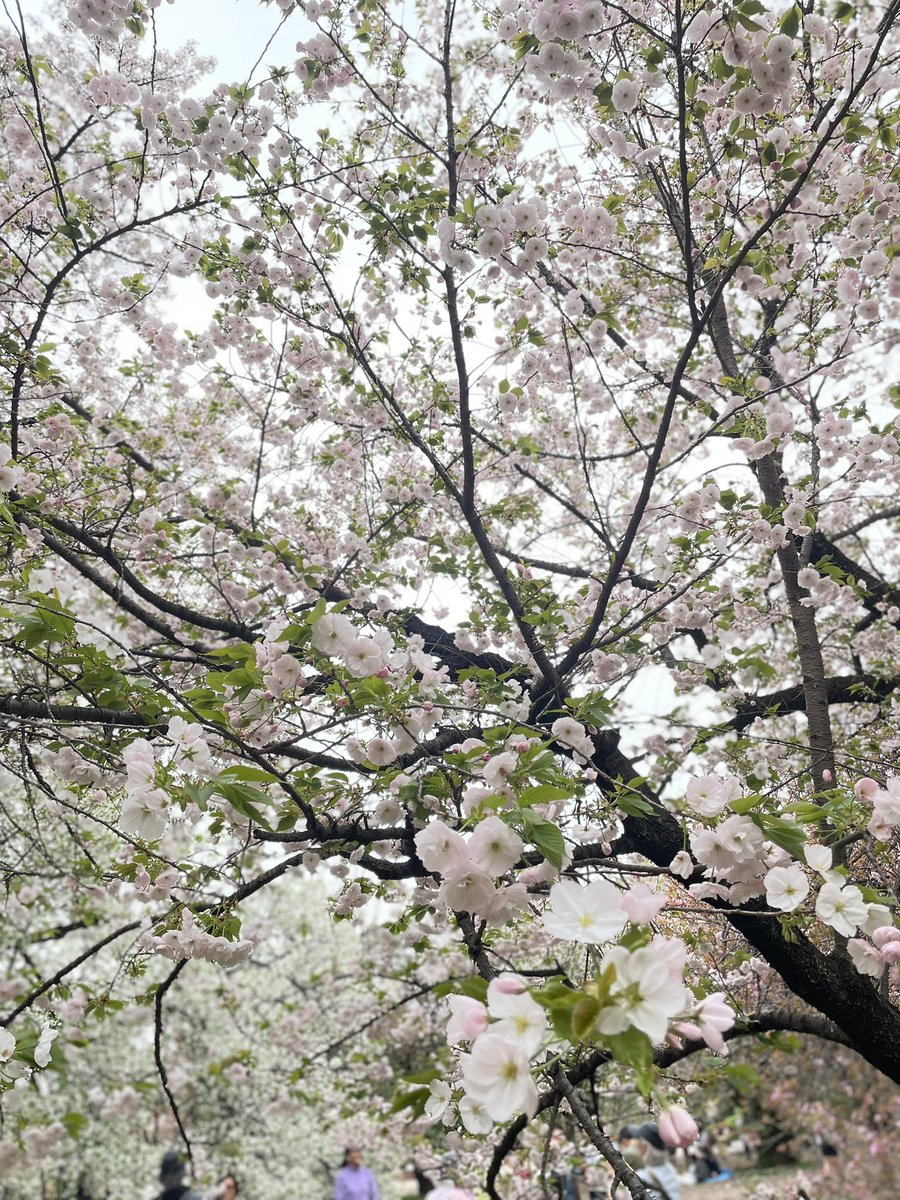 .｡.:*☆キキララ☆*。 tweet media