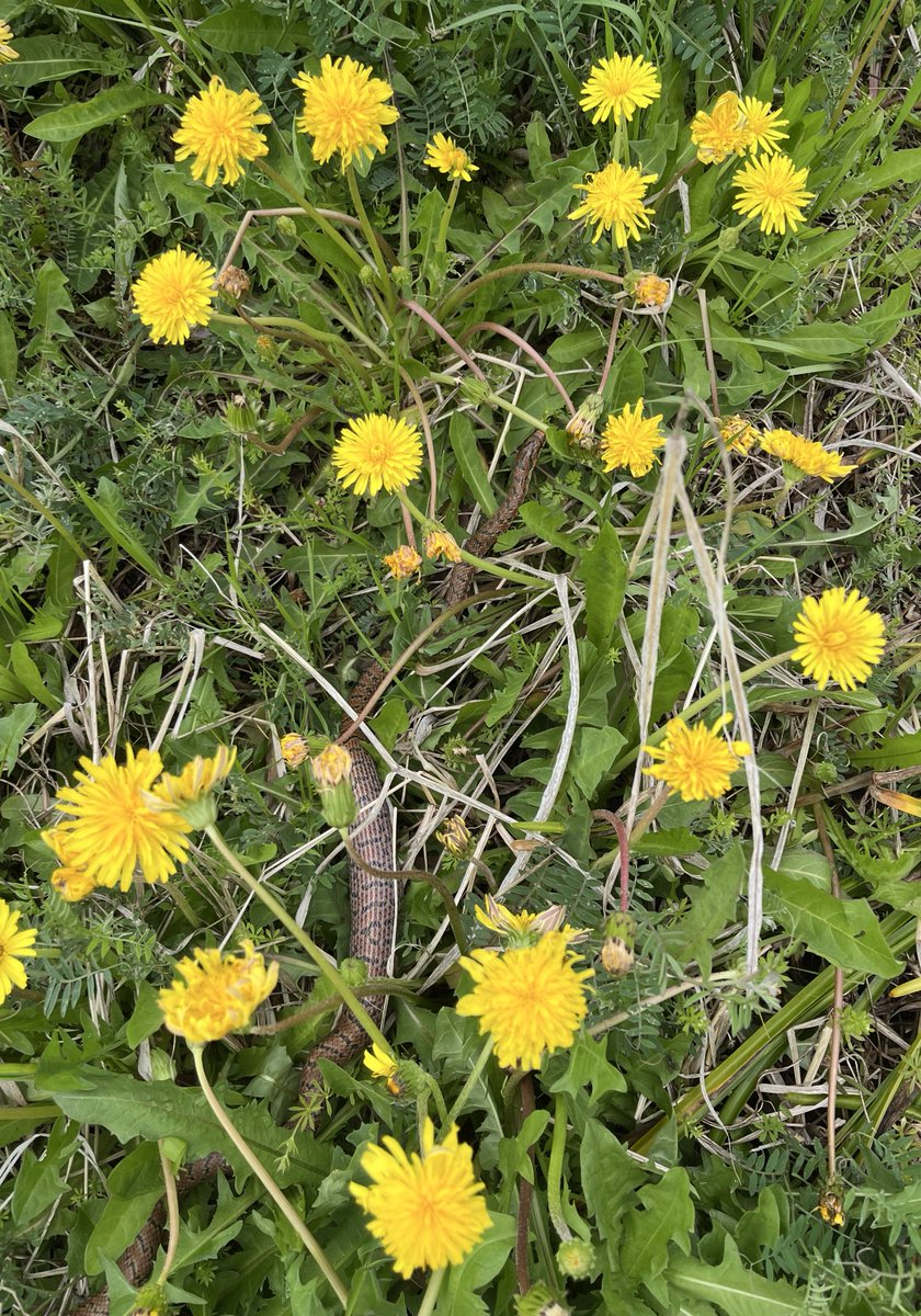 HIDE 🐝 tweet media