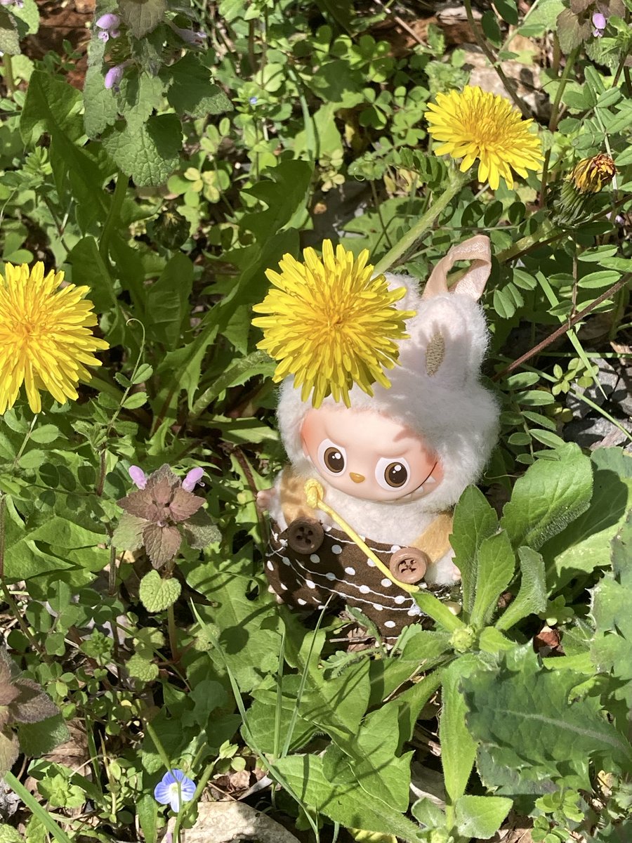 イガイガ tweet media