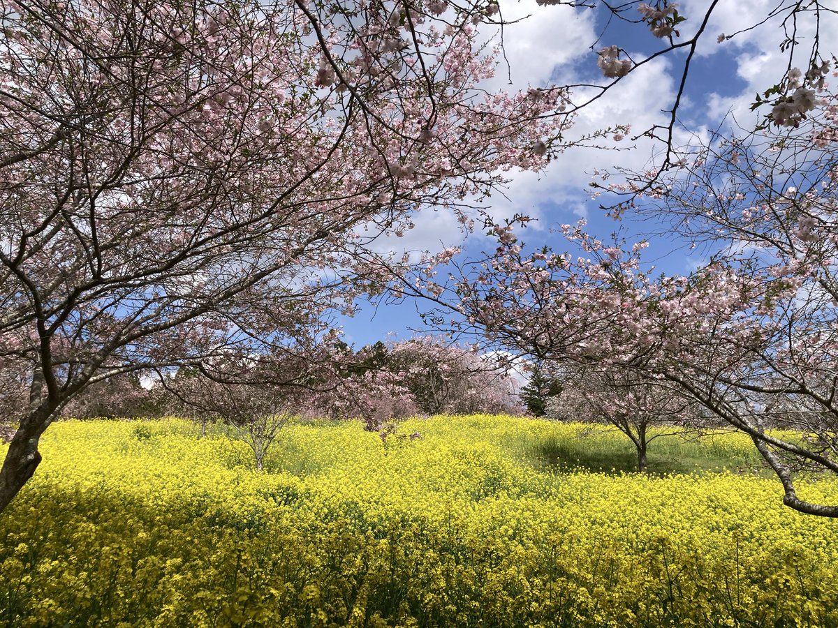 イガイガ tweet media