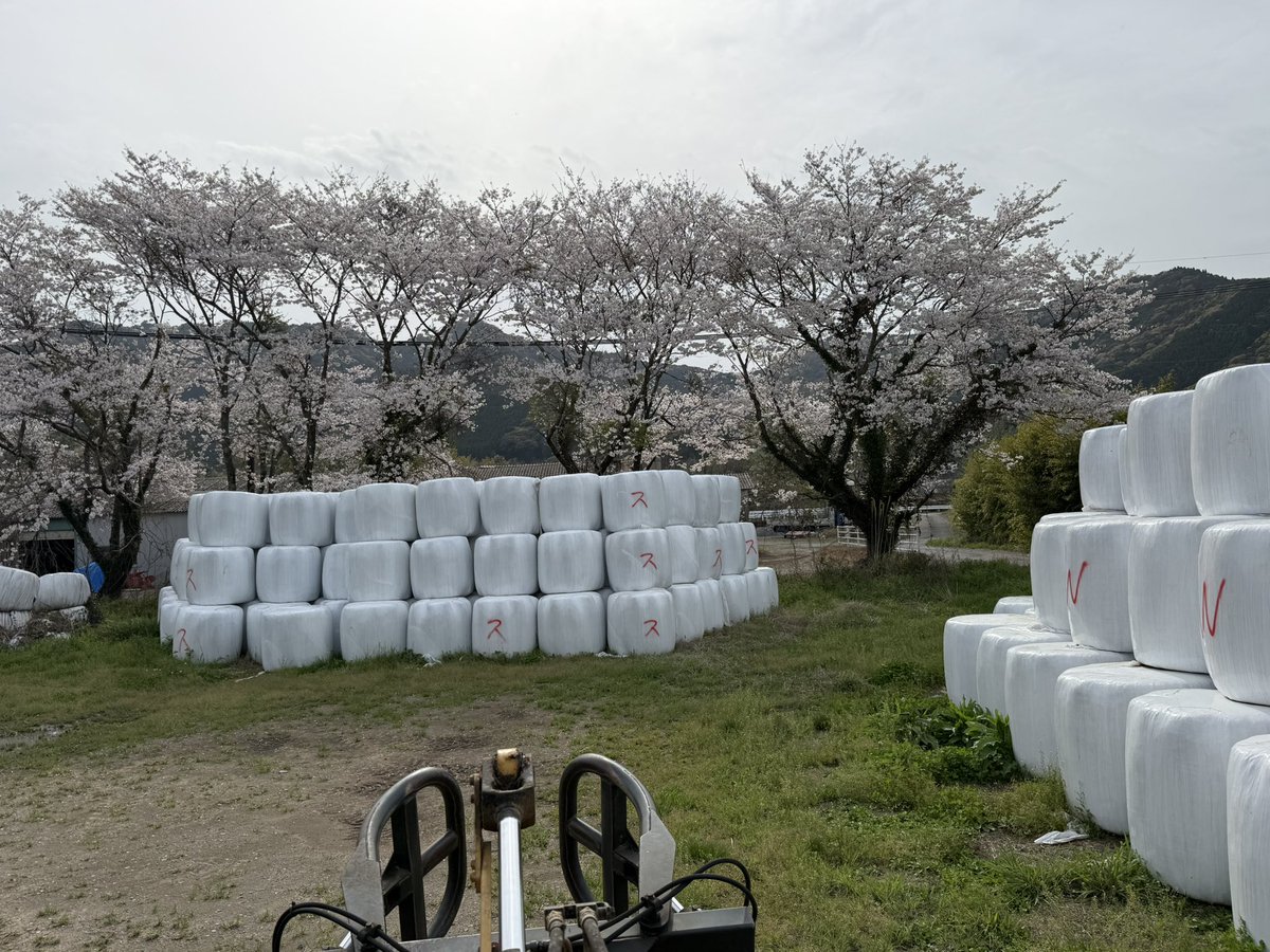 yasu@ジェネティクス社畜改良事業団 tweet media