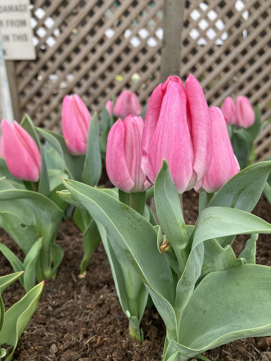 Diane Reeves tweet media