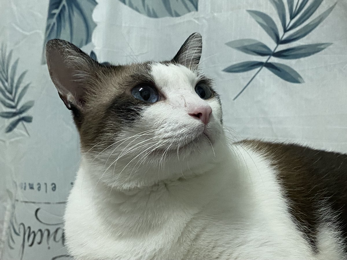 ࣪ ‹ นัททึ ⁺˖ ⸝⸝ แม่แมวอ่อมแก่🐾 tweet media