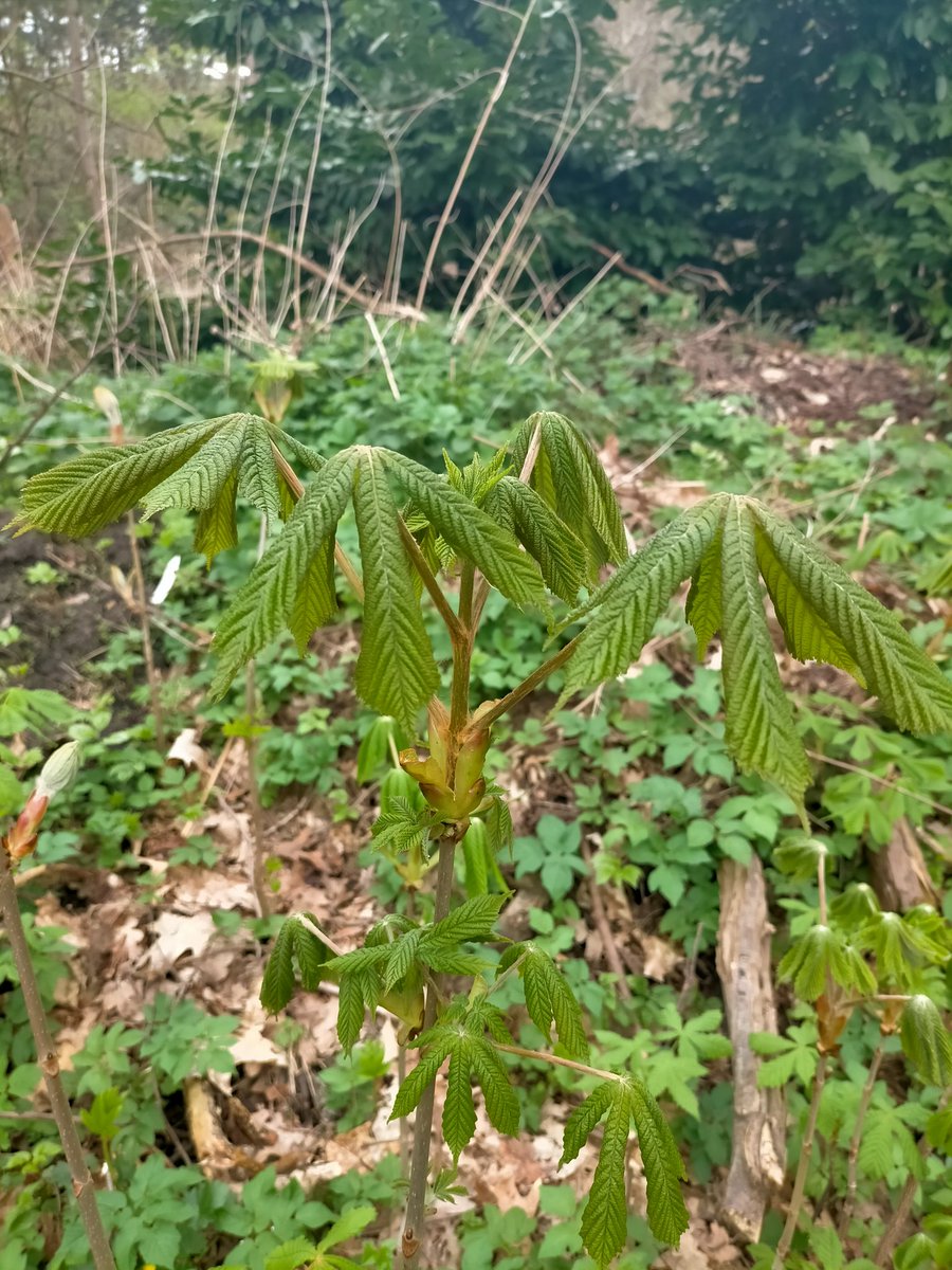 Herbalista tweet media