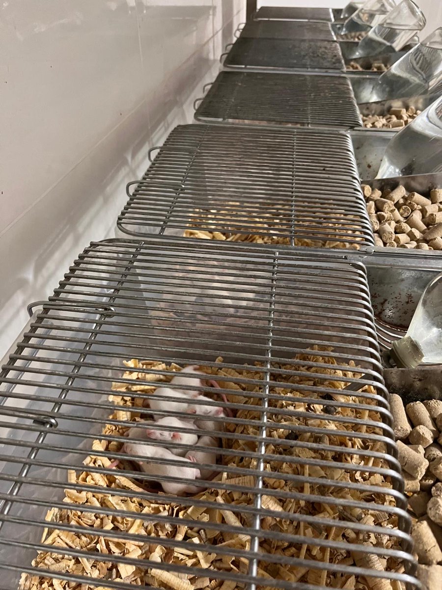 Harran Üniversitesi tweet media