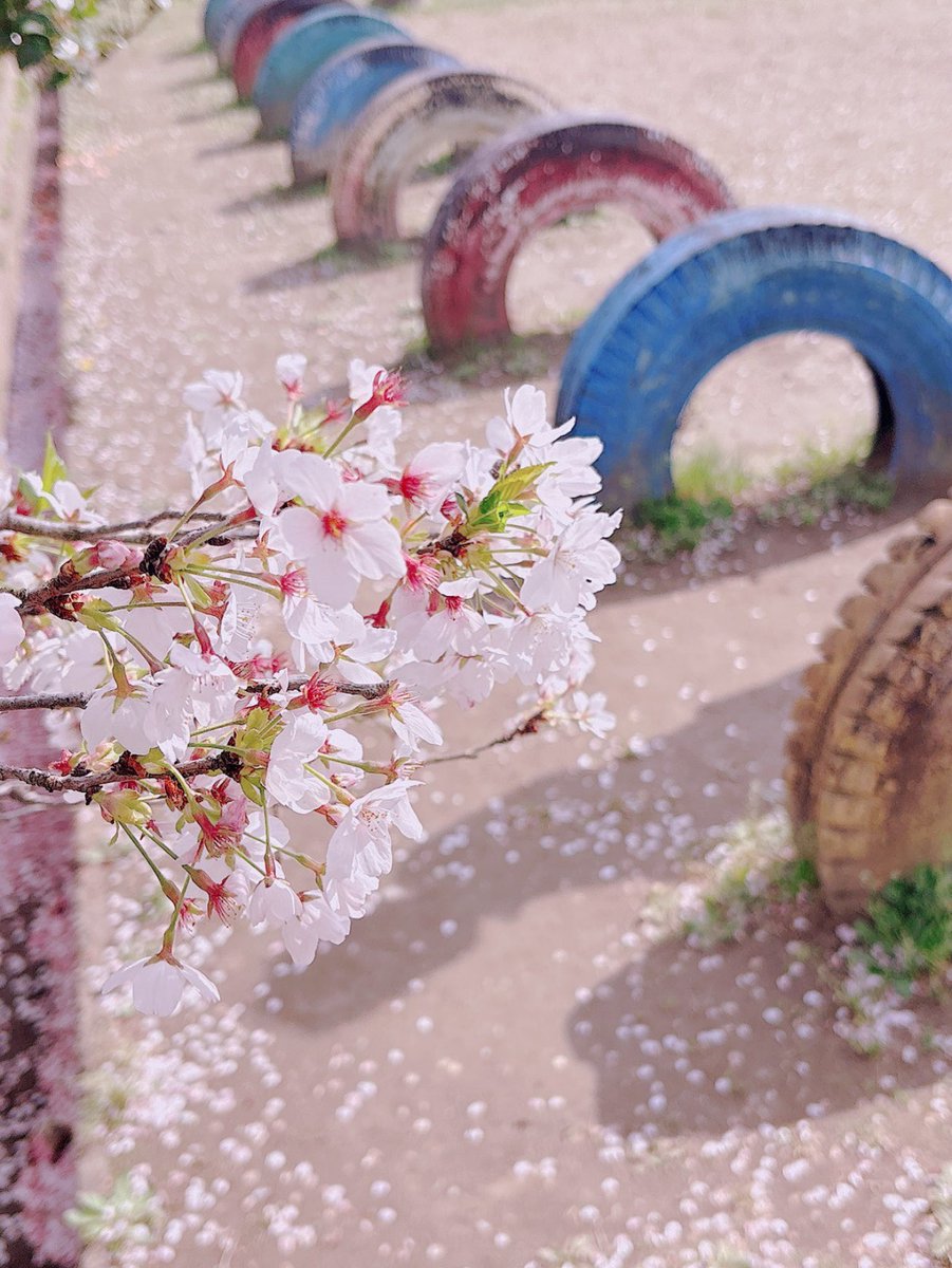 こんにちは🌸旧下里分校のさくら祭りから一夜明け、本日も気持ちの良い陽気です🌤️
昼過ぎから少し風も出てきたので、満開だった分校の桜は葉桜へと姿を変えつつあります◎さわやかな風に乗って散る桜をみるお花見もまた良いものですね☺️
小川町の春をまだまだ楽しみたいと思います🍡