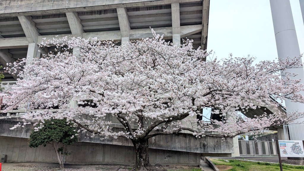 Shoko Amano / 天野 湘子 tweet media