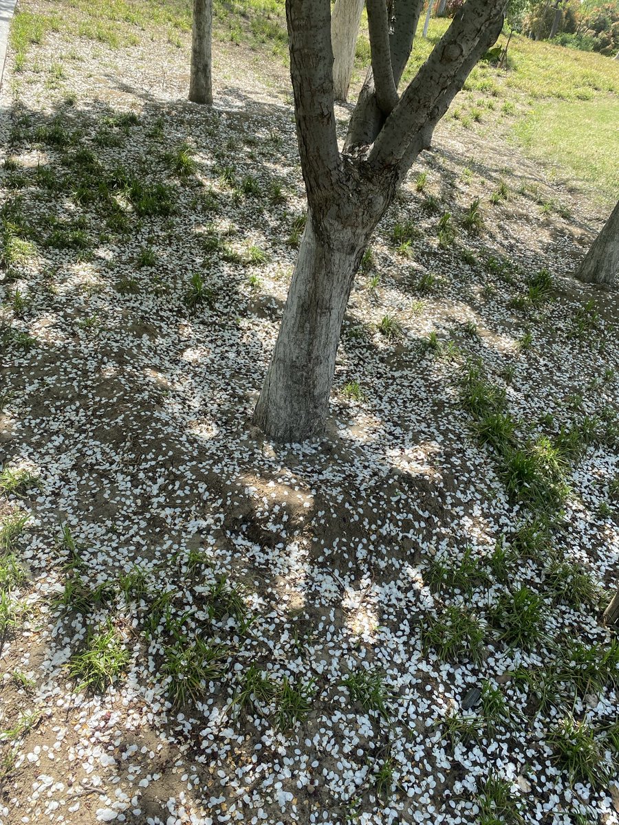 GoldDingway | 🐬 tweet media