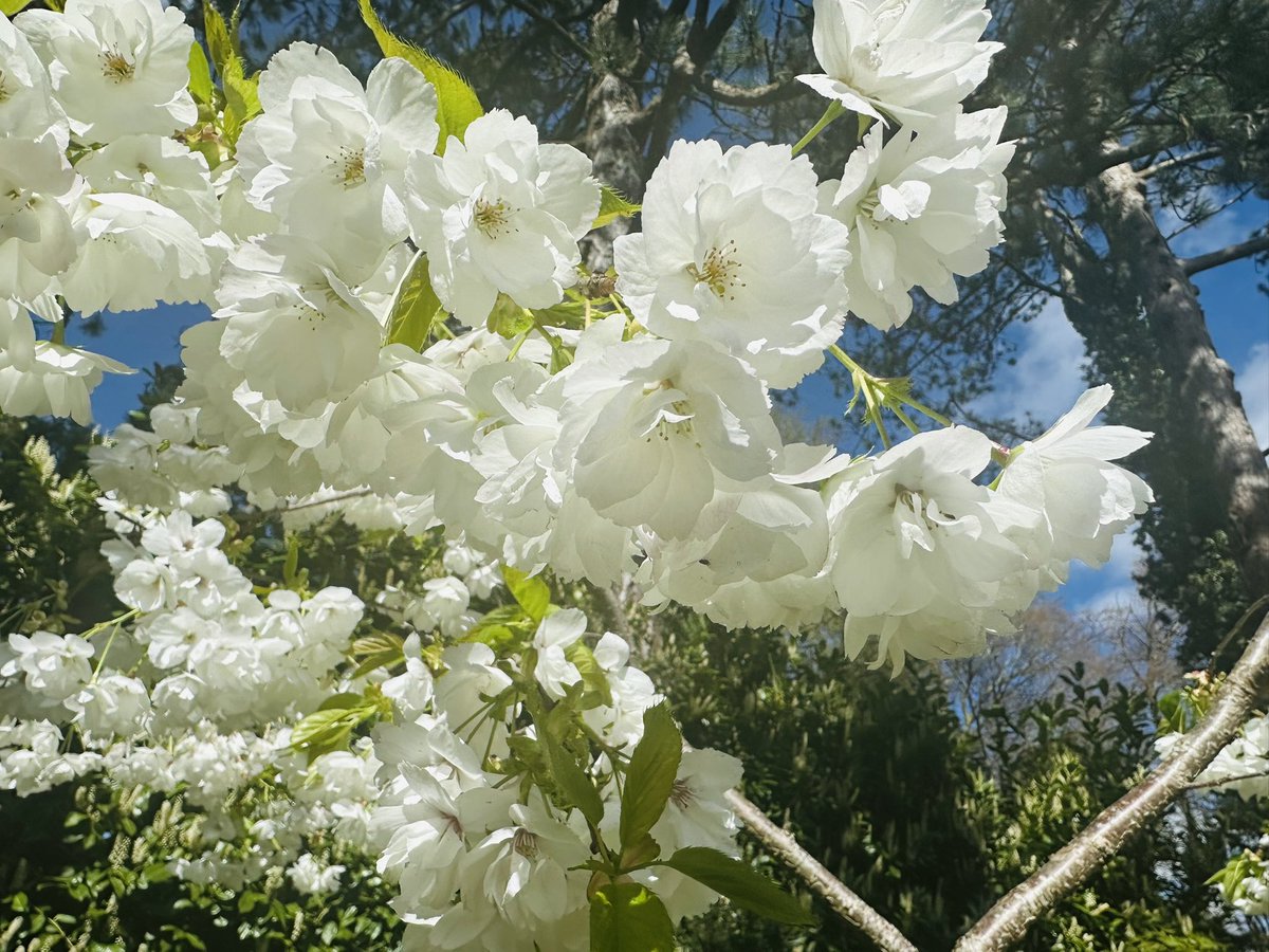 SkylarkArtist's tweet image. Morning Beauty…
#Morning #Blossom #beauty #EasterMonday
🌸🌸🌸