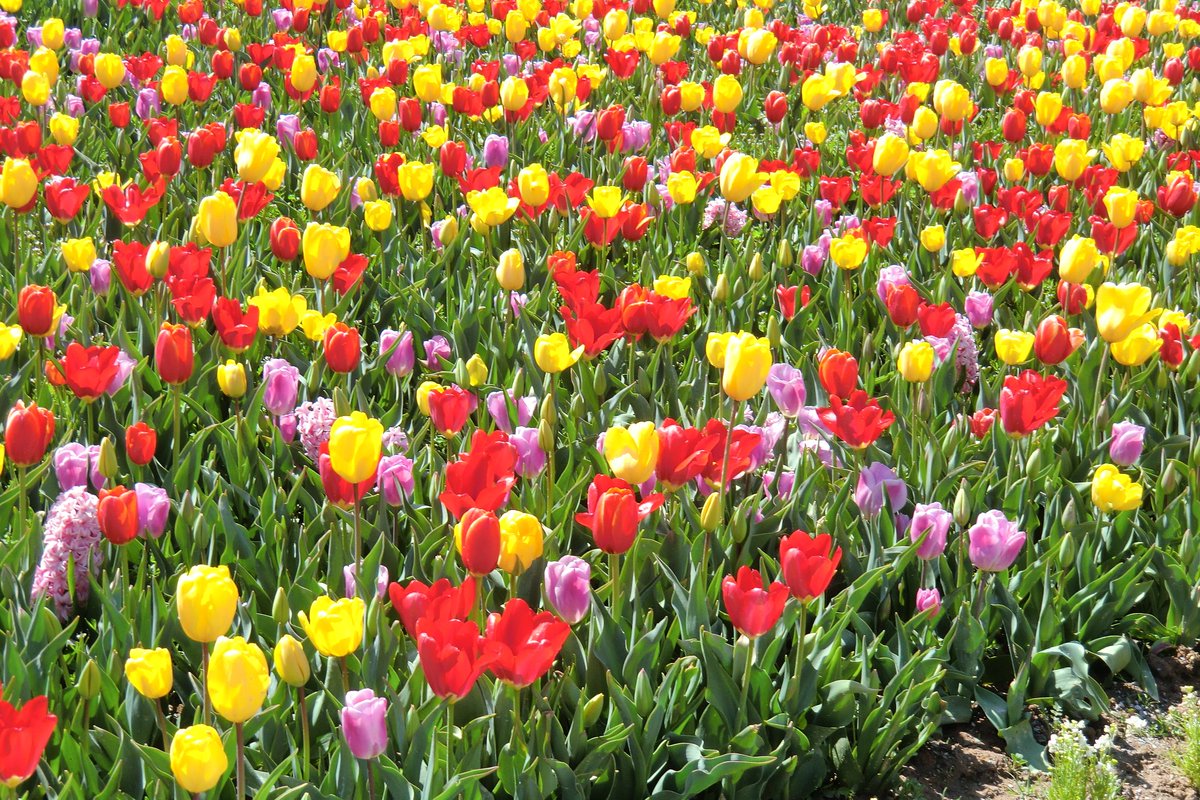 📷 EXLIM EX-H15

튤립 너무 아름답고 치십오가 또 일냈고...