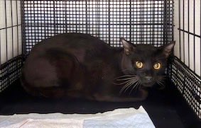 No.1289 桜佑(おうすけ):3月30日父島で捕獲。黒、オス、3.34kg