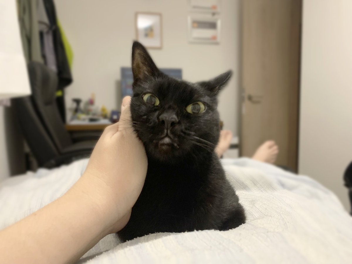 腹の上に乗ってきて撫でろアピール」 #おはぎ ＃黒猫 #猫好きさんと