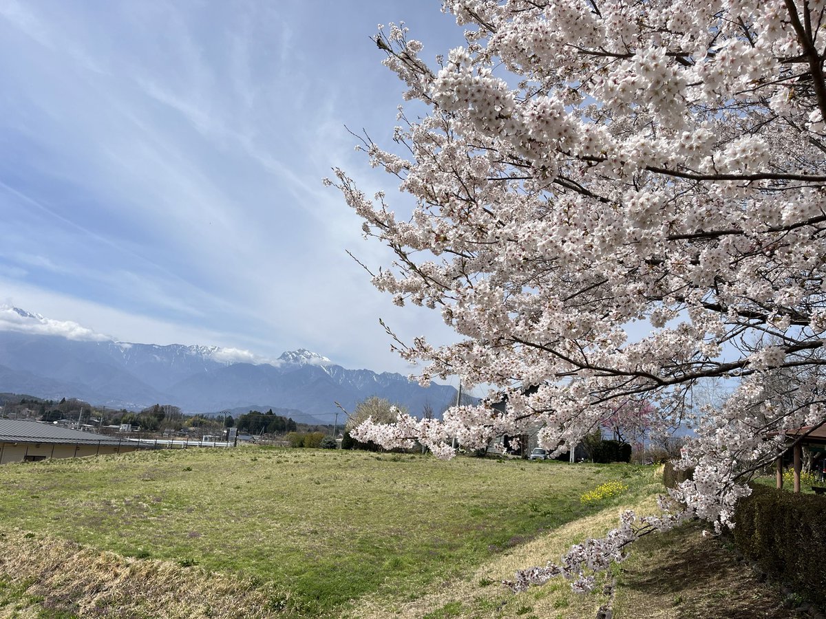桜の香りが！

#桜餅の匂いだ！
#南アルプス山脈と桜
#甲斐駒ケ岳