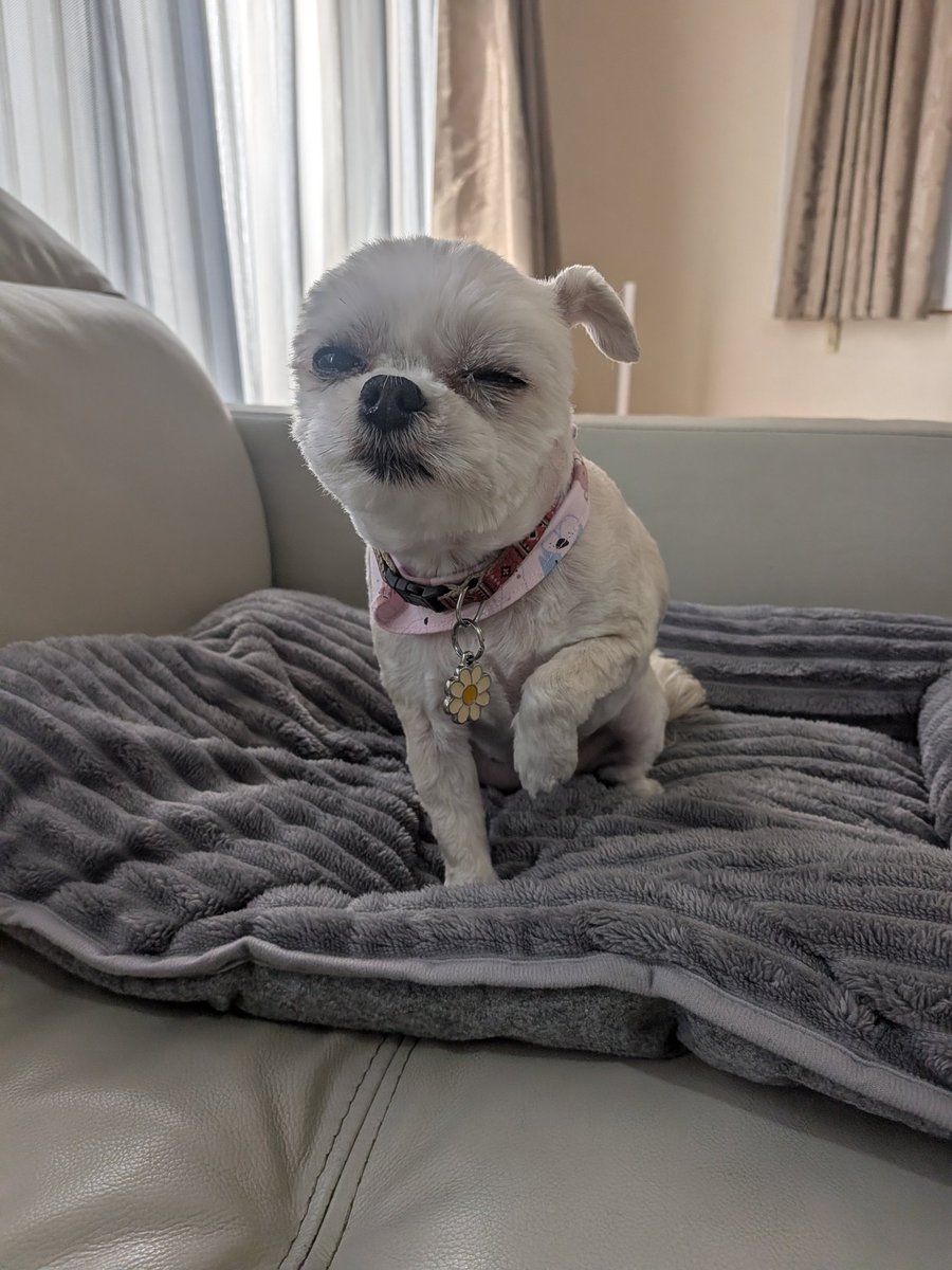 ちいたまこ☆たまにちびたま✩ tweet media