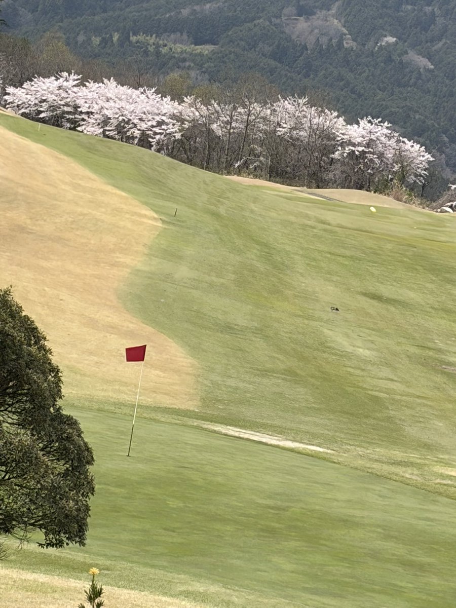 店舗予選キャンセルして、これ⛳️