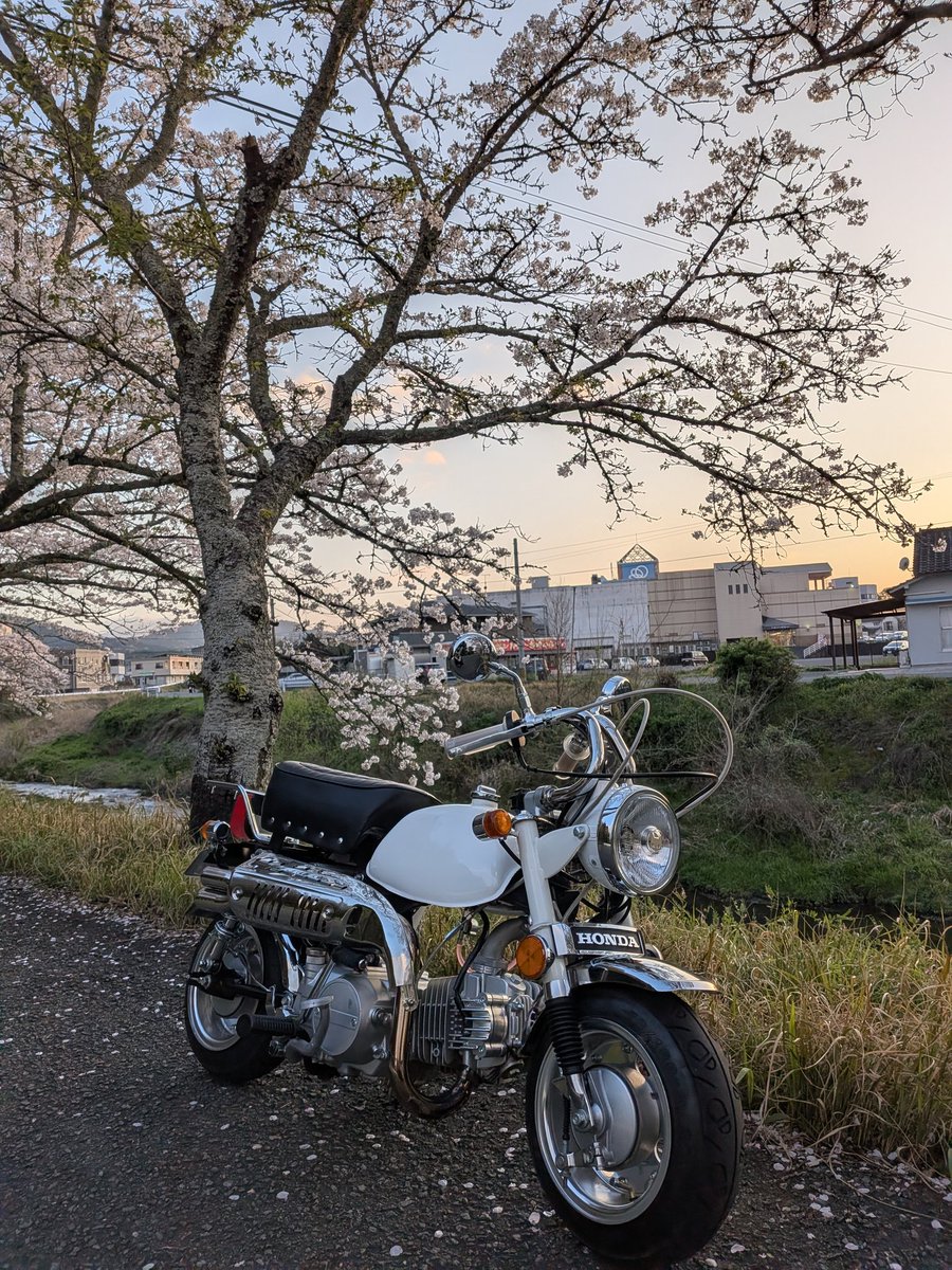 sou_uc53's tweet photo. 昨日休出後にふらっと🌸 https://t.co/Nc7wk5em1I