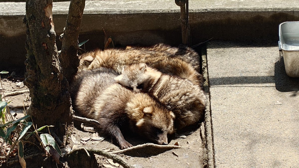 えむあーる tweet media