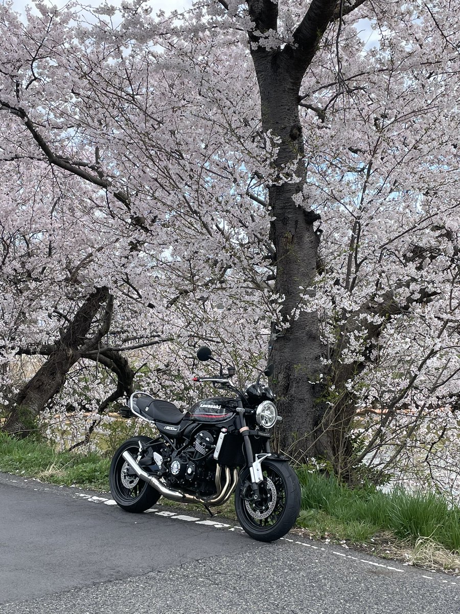 FXDBC2016's tweet photo. 桜からの今年初天領🌸 https://t.co/AJglkwstGa