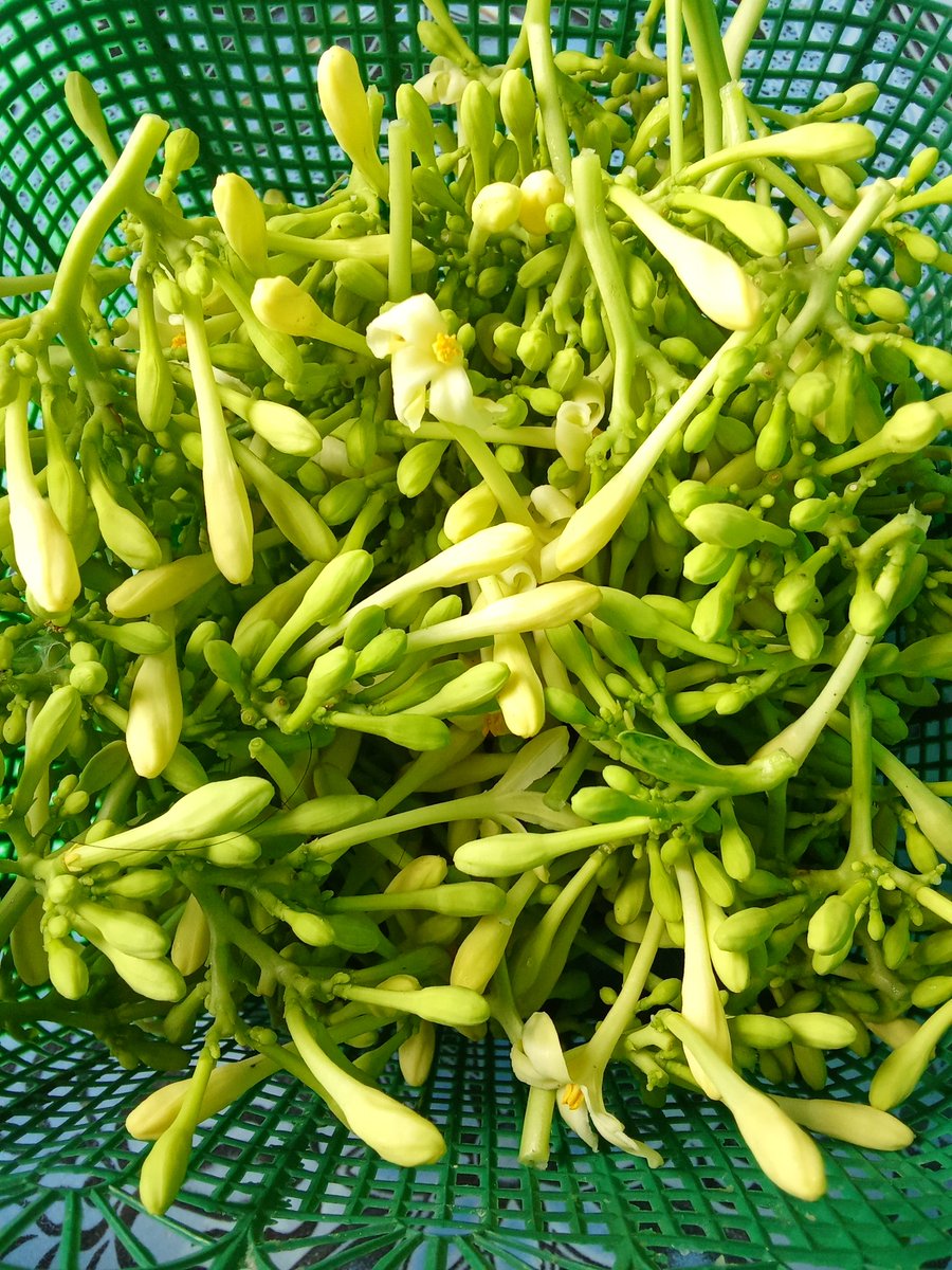 Zoya 🫧 tweet media