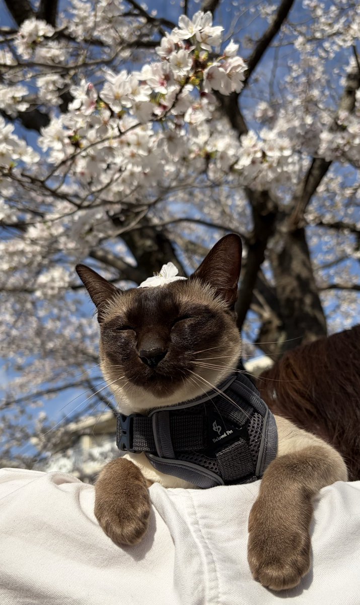 GROWJOY_AcroHD's tweet photo. おはようございます！

昨日は愛猫とお花見&amp;お散歩へ🌸

花びらや草をくんくんしたり…
鳥が気になったり…
落ちた花びらを乗せられたり…😹

ちょっと暑めの春を感じられました🌿

今週もよろしくお願いします✨

#お花見 #猫好きさんと繋がりたい https://t.co/SM6eXkYCFj