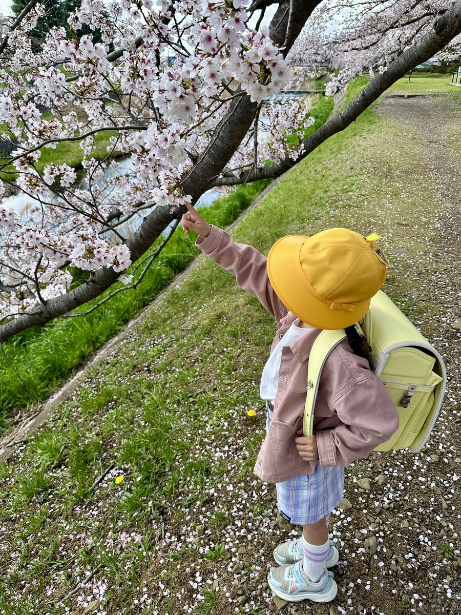 hdm0320's tweet photo. 昨日に戻りたい

さっき堤防行って桜とぱしゃり📸👧🏻🌸
加藤さんもモンちゃんも絶対知ってる場所
八王子のとある場所
ランドセルはきいろ💛

#FMB20th https://t.co/IZCNnDTDbs