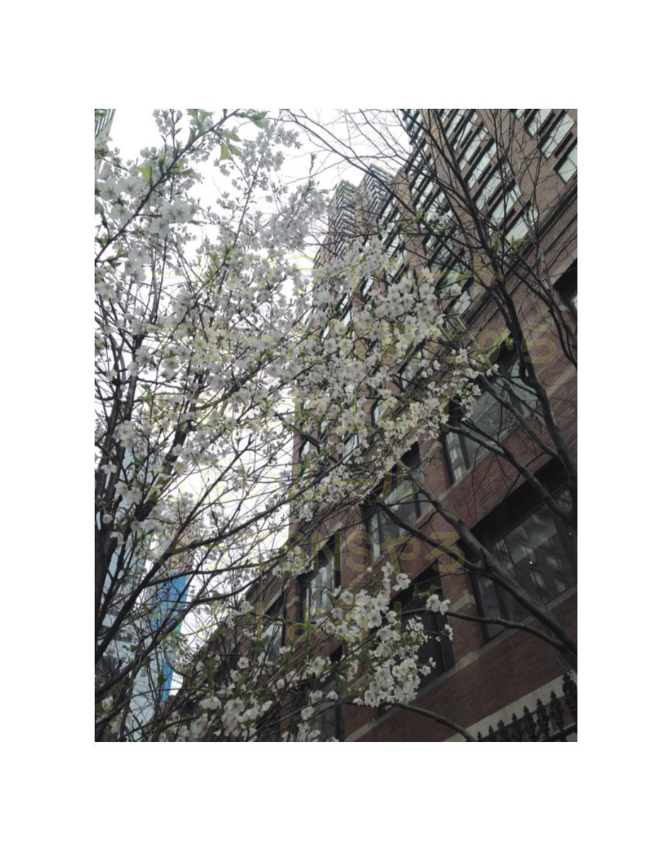 あすか🍌🐟 tweet media