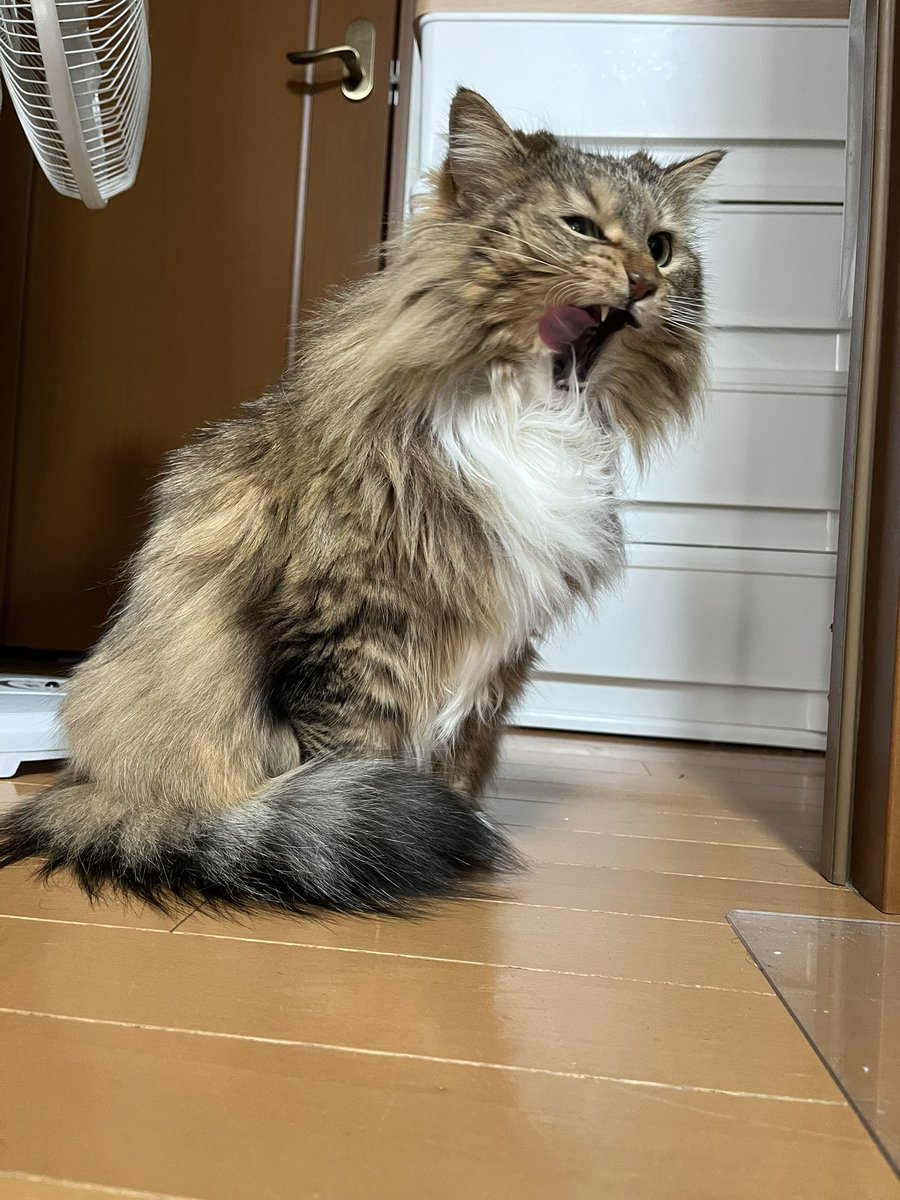 猫のノチェロ tweet media