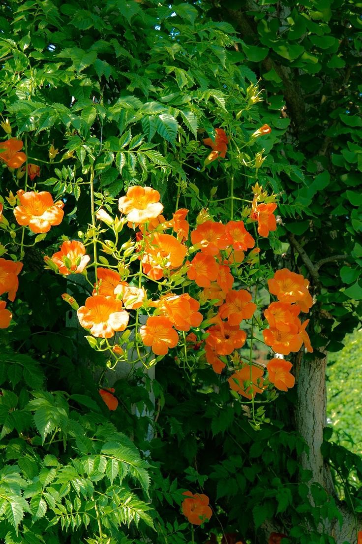 SunnyPatchDaily's tweet image. Which color brightens your mood more: vibrant orange or deep pink? 🧡💖 Have a great week!

#FlowerPower #Community #MondayMood