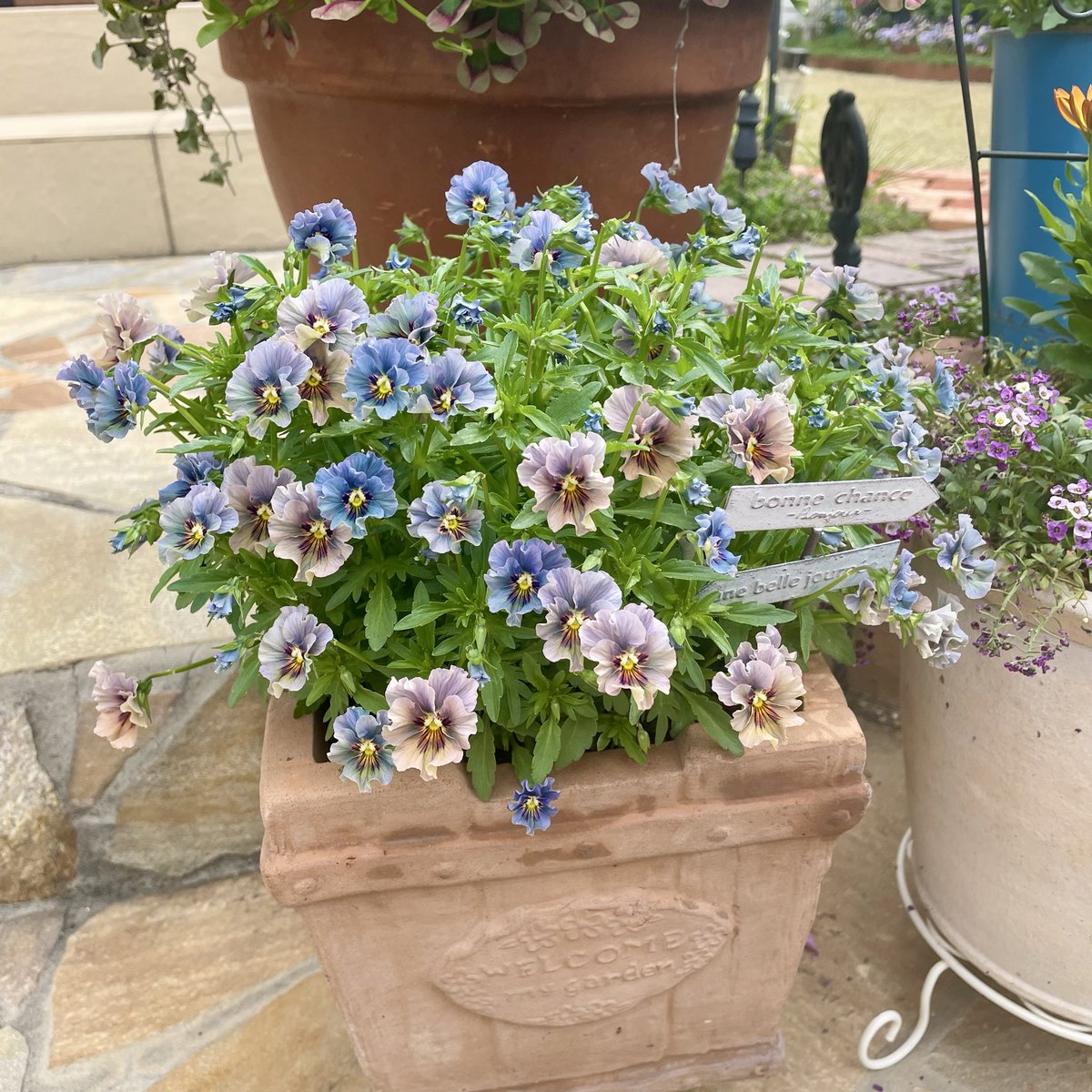 ぷいぷい tweet media