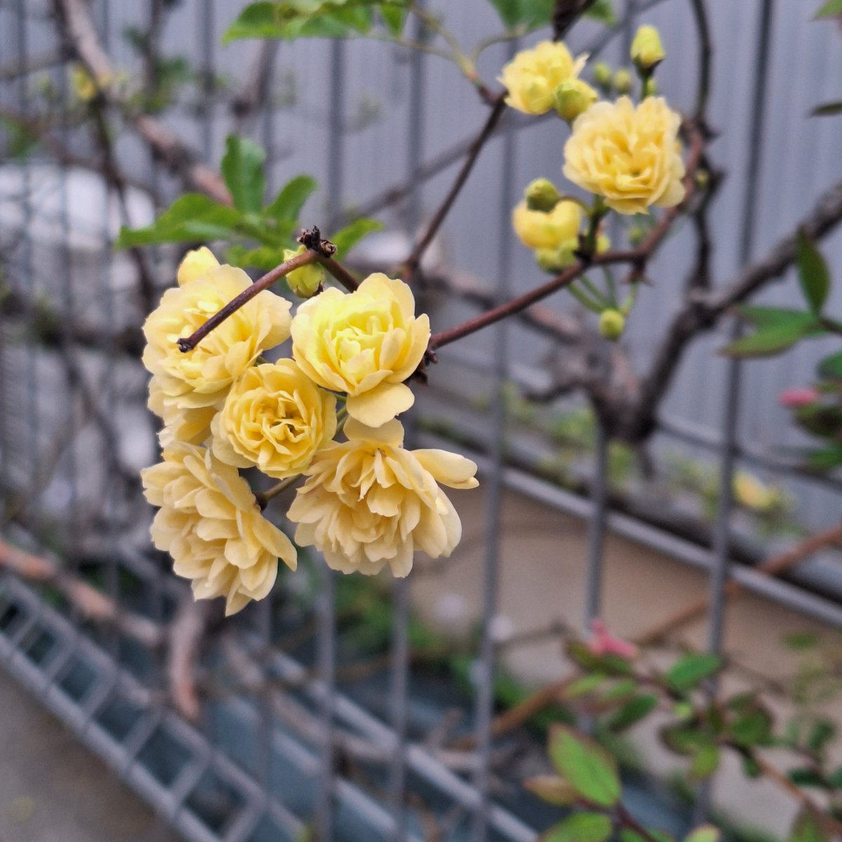 月と森＊Live Photo tweet media