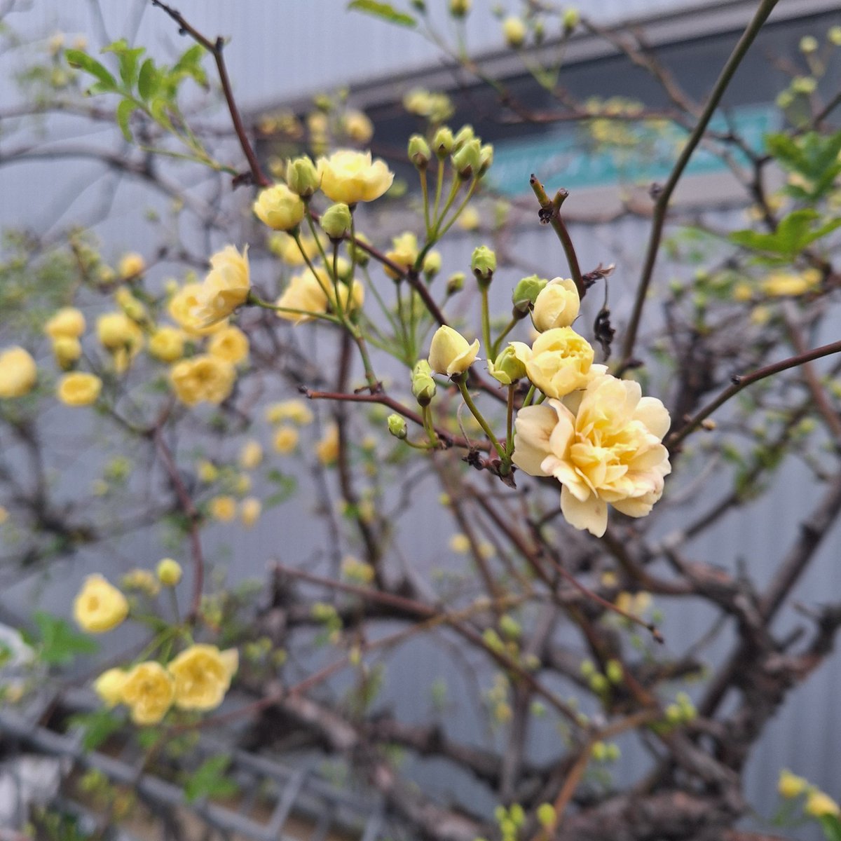 月と森＊Live Photo tweet media