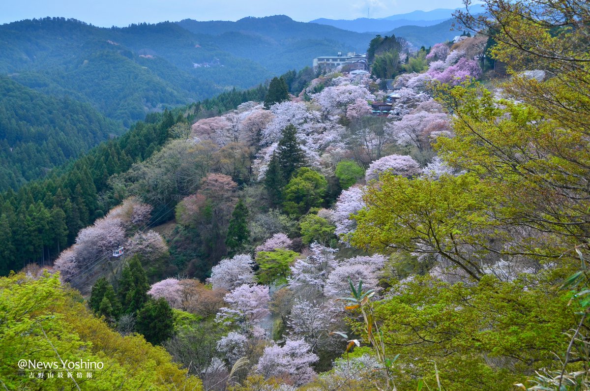 吉野山最新情報 tweet media