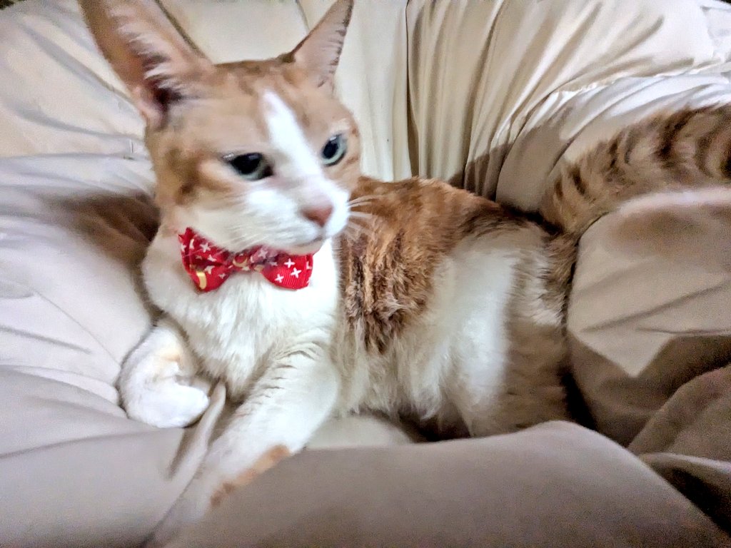 大衆酒場食堂ななつぼし tweet media