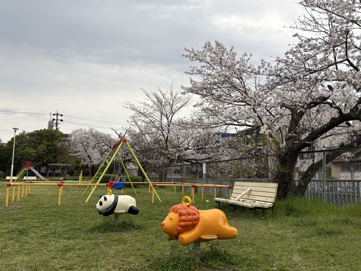 hal365797810's tweet photo. ただただ桜が美しいよ🌸 https://t.co/VklMRUHQ4a
