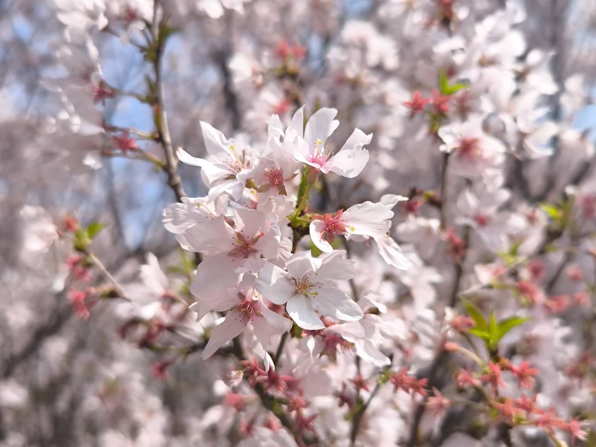 hal365797810's tweet photo. ただただ桜が美しいよ🌸 https://t.co/VklMRUHQ4a