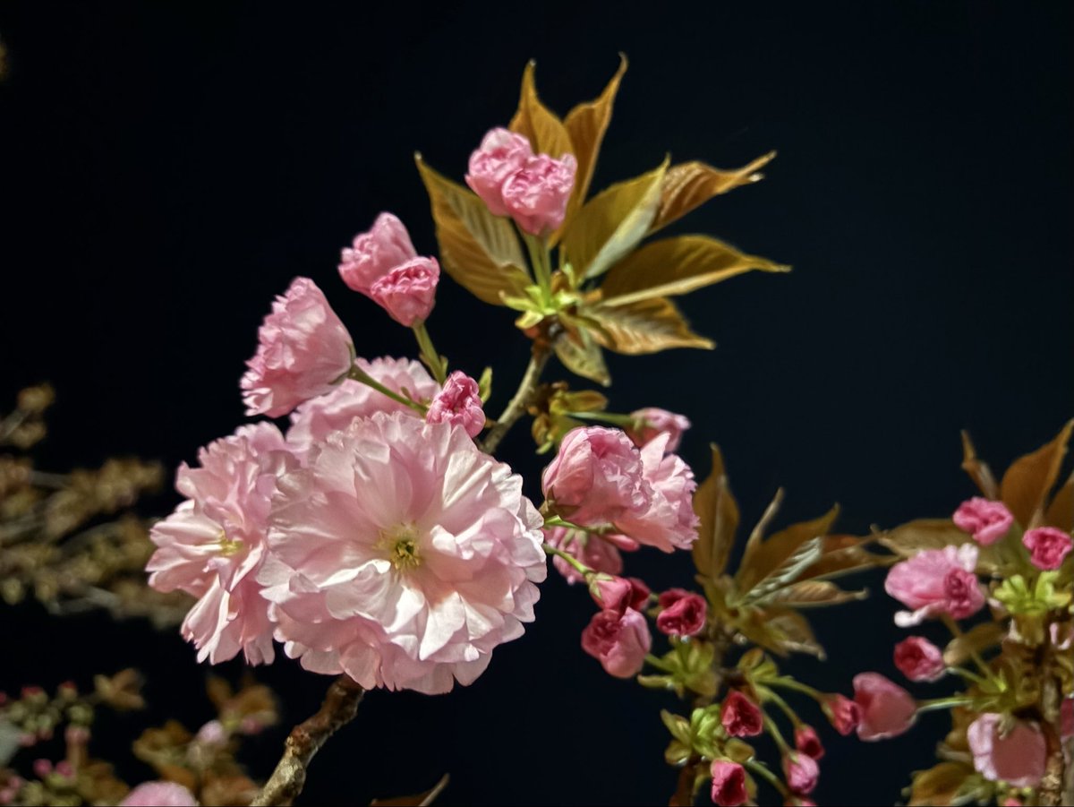 hal365797810's tweet photo. ただただ桜が美しいよ🌸 https://t.co/VklMRUHQ4a