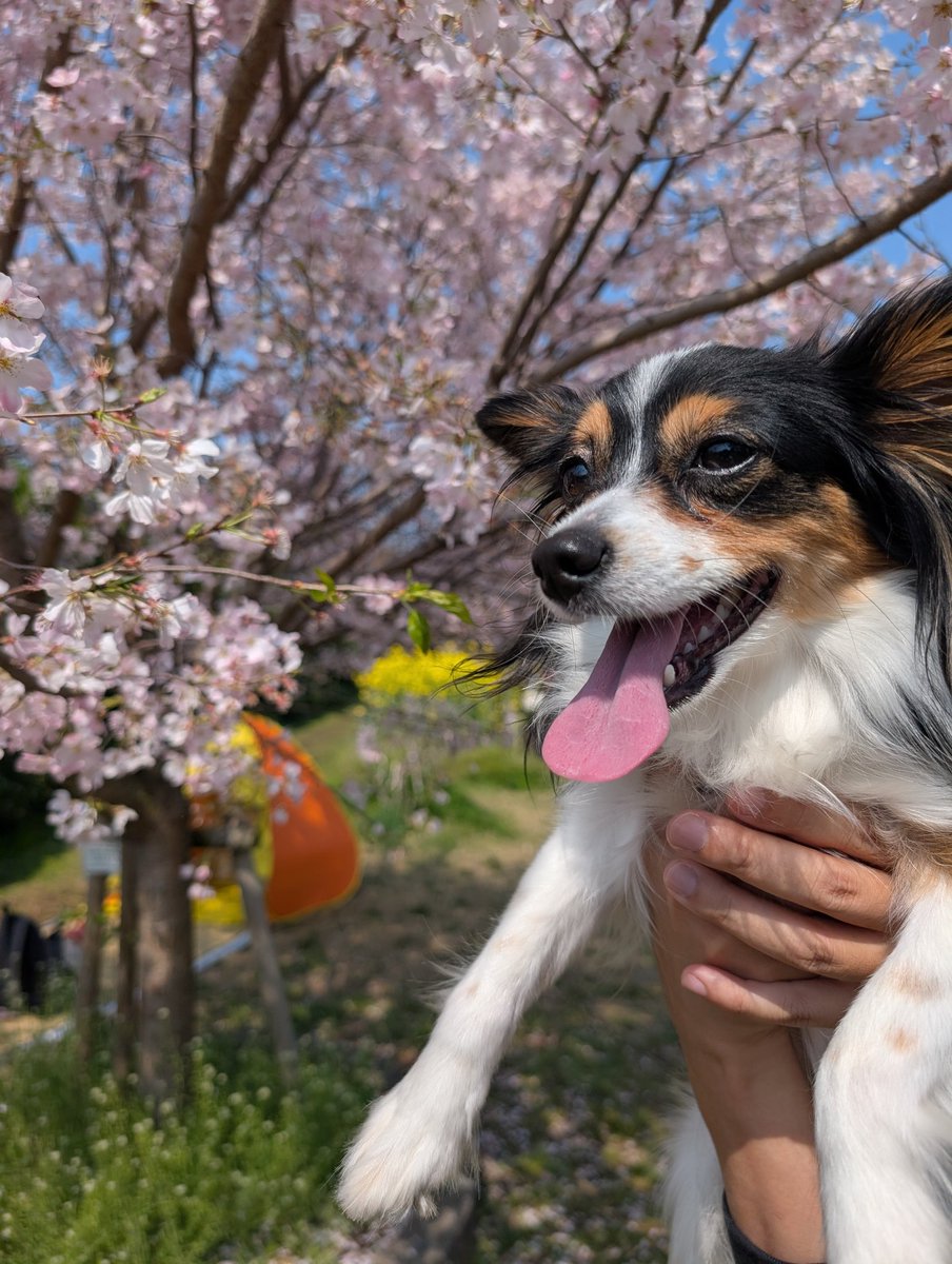 桜が満開で笑顔な🥝
#パピヨン