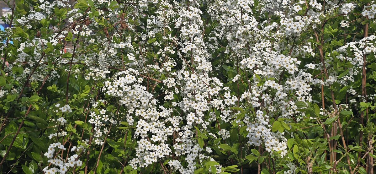 아루하 / アルハ🧂🌶 tweet media