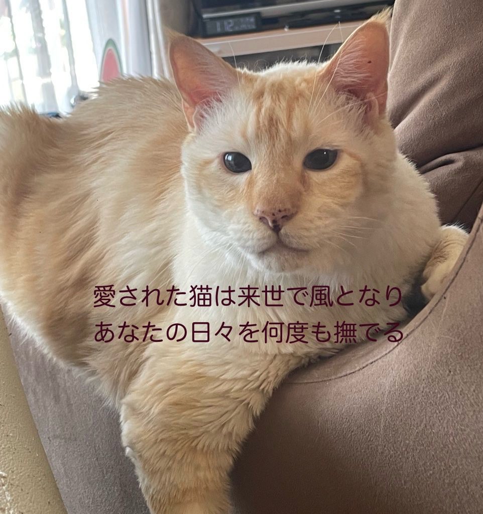 め め (@meme2momo) / Posts / X