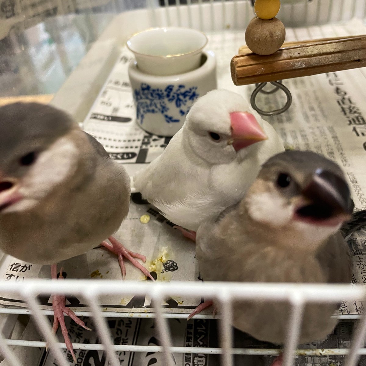 おはようございます。
桜文鳥もですが白文鳥もヒナがしっかり育ってきました。