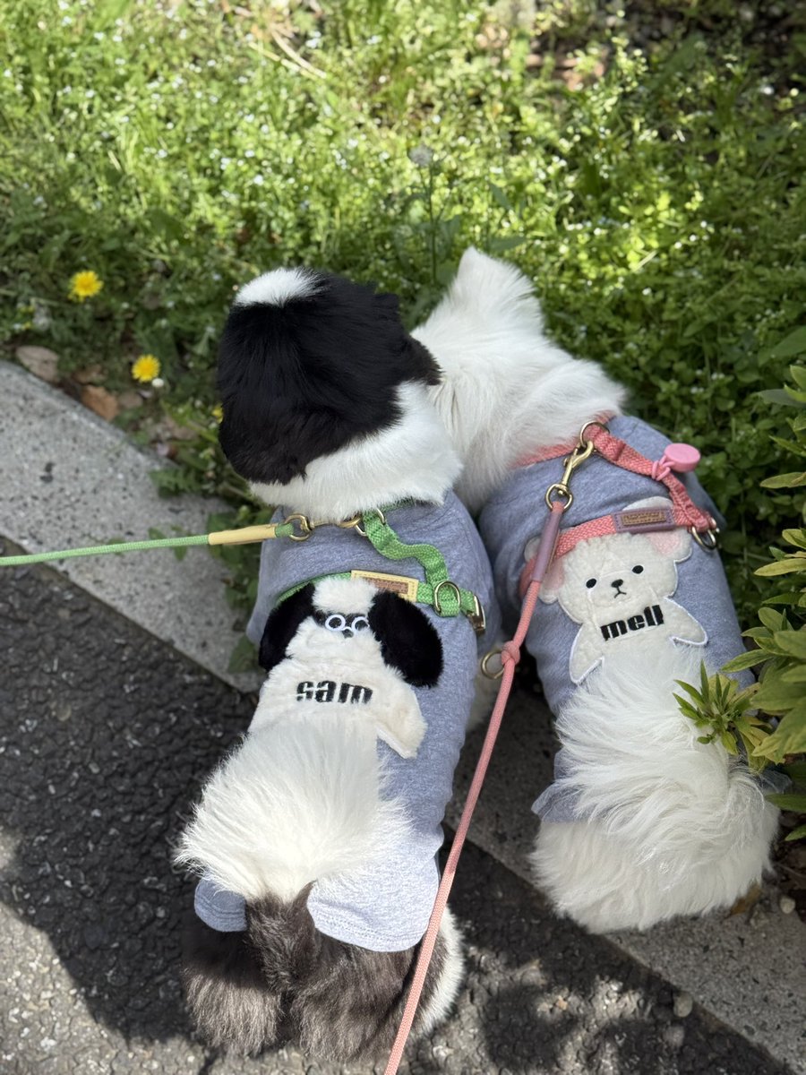 川上ゆう tweet media