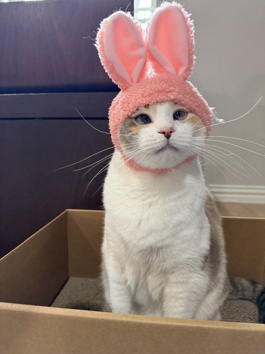 Panko A. Cat’s Mom tweet media