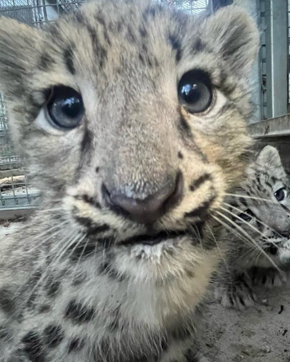 bigkittycity_ tweet picture