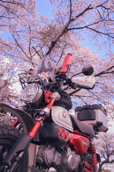 今年も桜を見ることができた