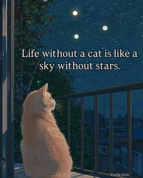 Posts Of Kittens🐾 tweet media