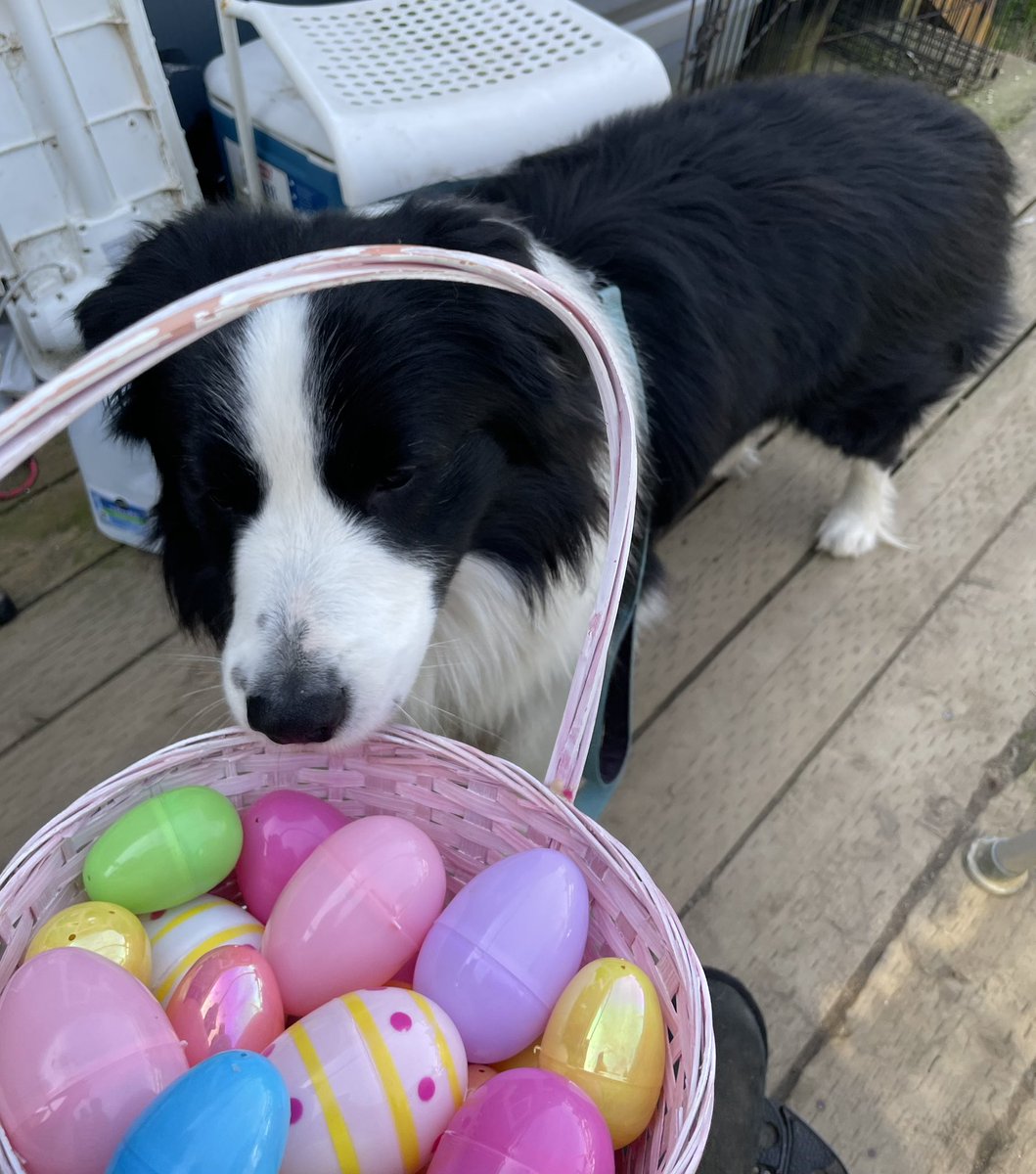 Beacon, (In Home) Border Collie Service Dog tweet media