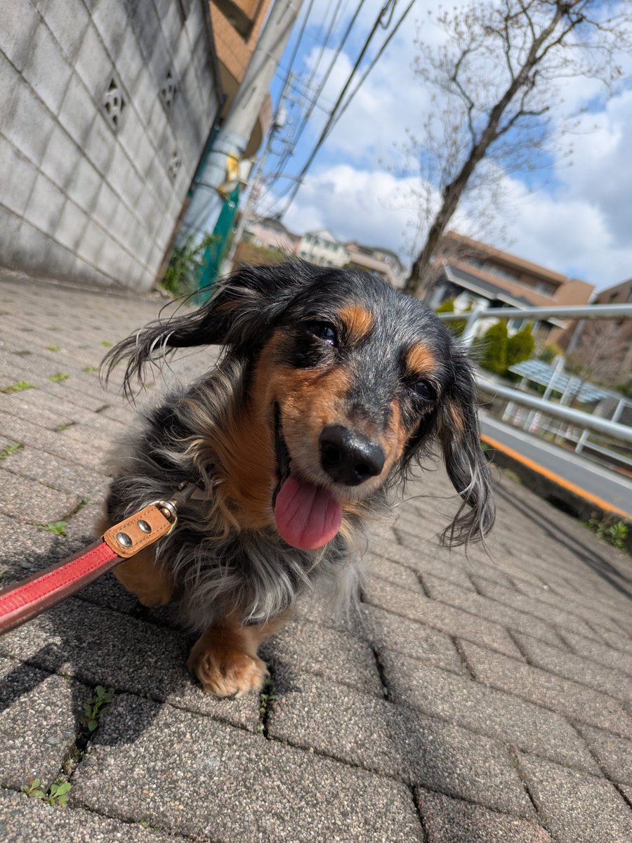 ranchi🍶日本酒とダックスと🐶 tweet media