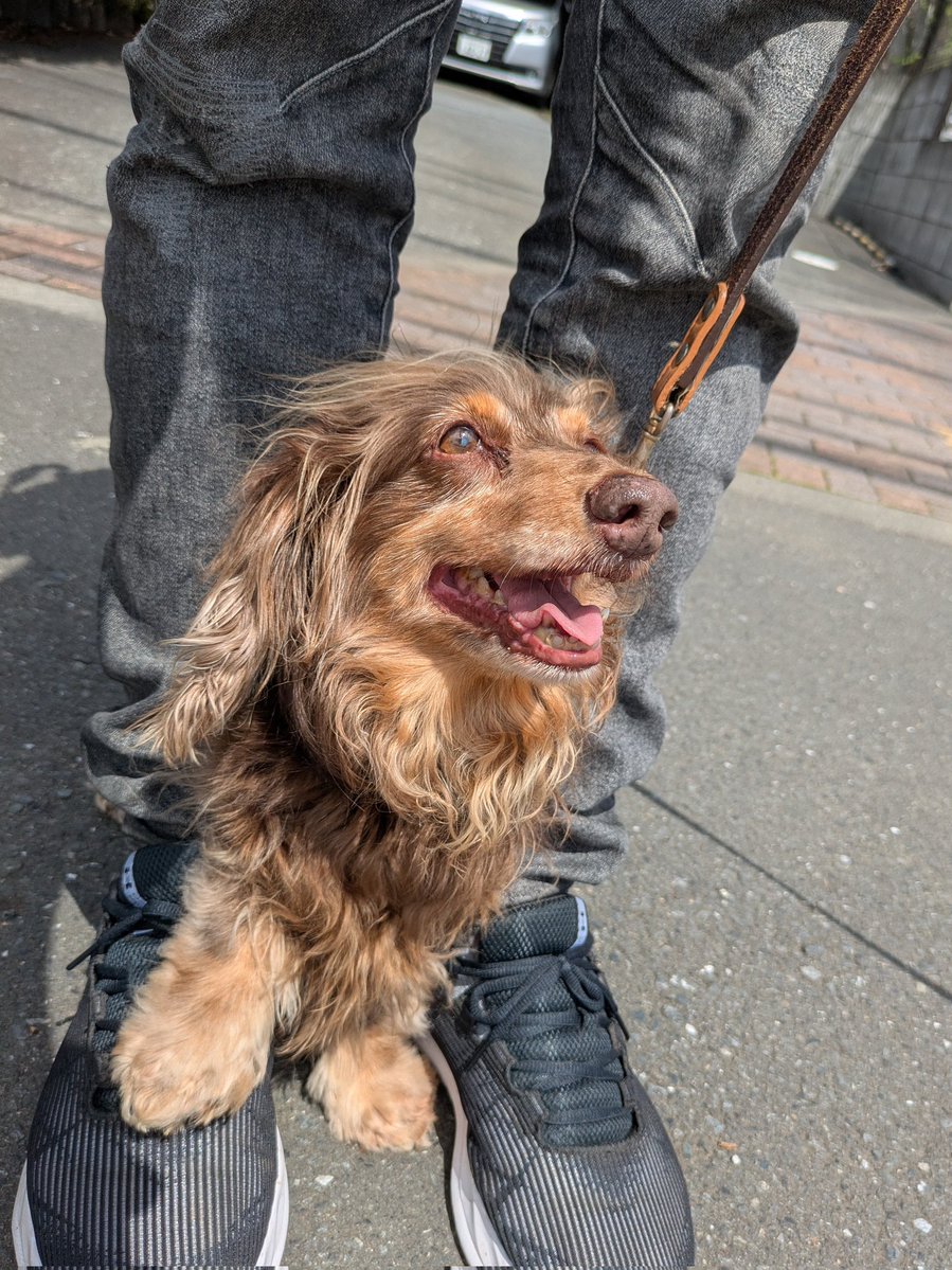 ranchi🍶日本酒とダックスと🐶 tweet media