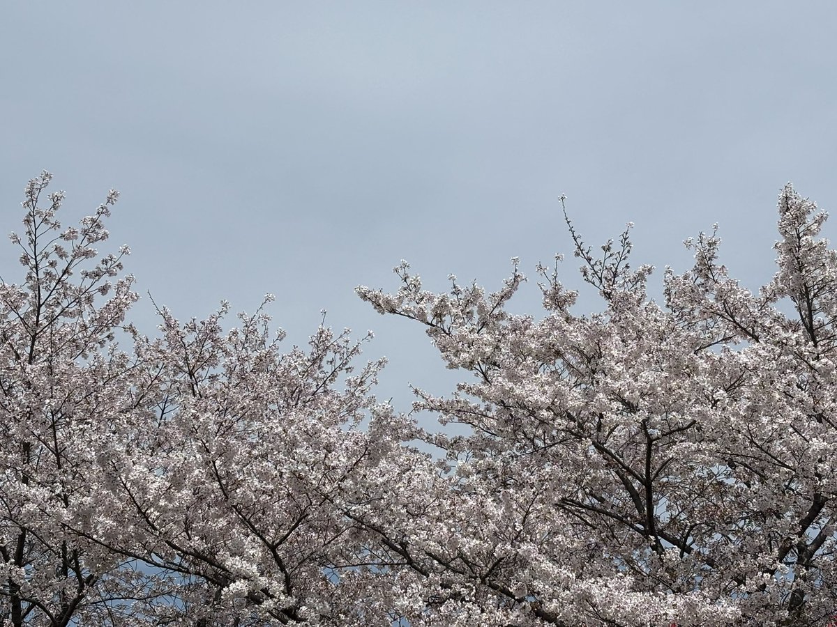 だんご三世代 tweet media